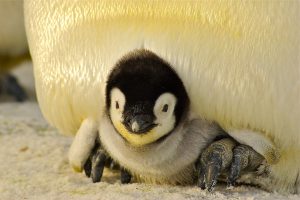 Baby penguin snuggles on father's feet to avoid winter chill
